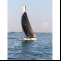 Katamaran&nbsp;Hobie&nbsp;Wildcat F18&nbsp;Details